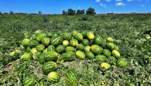 Bafra Ovası'nda hasadına başlanan karpuzda 120 bin ton rekolte bekleniyor