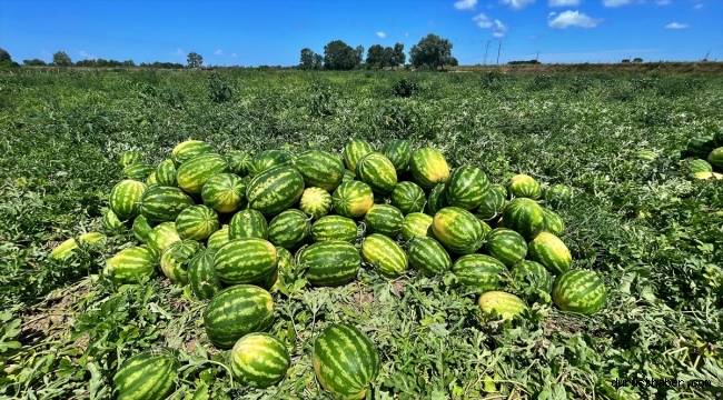 Bafra Ovası'nda hasadına başlanan karpuzda 120 bin ton rekolte bekleniyor