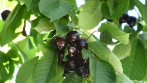 Başkan Güngör; “Çiğşar Kirazı’nın Marka Değerini Artıracağız”