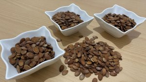 Batman'da karpuz çekirdeği sohbetlere keyif katıyor