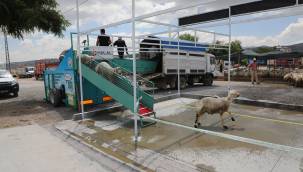 Belediye yıkıyor, kurbanlıklar görücüye çıkıyor 