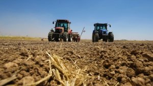 Bereketli topraklarda buğday hasadı bitmeden mısır ekimi başladı