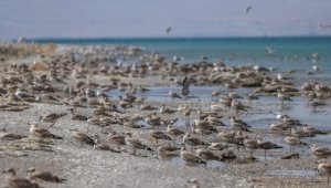 Besin azlığı ve aşırı sıcaklar nedeniyle Van Gölü havzasında martı ölümleri arttı