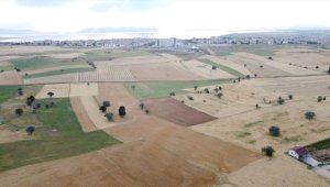 Beyşehir'de hasat öncesi çiftçi buğday rekoltesinden umutlu