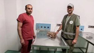 Beyşehir'de otomobilin çarptığı yaralı vaşak tedaviye alındı