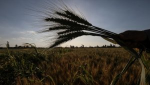 Bu yıl tarım sezonunun 9 ayında yağışlar yüzde 28 arttı