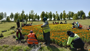 Büyükşehir Belediyesi, parklar ve yol kenarlarına yerli üreticilerden aldığı çiçekleri ekiyor 