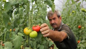 Büyükşehir’den üreticilere yüzde 50 hibeli sera desteği