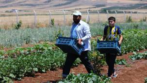 Büyükşehir'in Dağıttığı Sebze Fideleri, İlk Mahsullerini Vermeye Başladı!