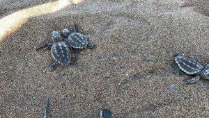Caretta caretta yavruları mavi sularla buluşmaya başladı