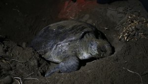 Deniz kaplumbağaları Doğu Akdeniz sahillerine yumurta bırakmaya başladı 