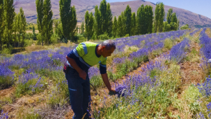 Develi Lavanta bahçesinde hasat zamanı başladı 