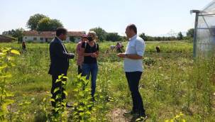 Düzce , aromatik bitki merkezi olma yolunda 