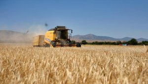 Elazığ'da yağışlar arpa ve buğdayda üretimi artırdı