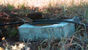 Erciyes Üniversitesi'nden hayvanları serinleten proje