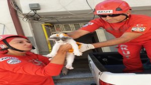 Eskişehir'de pencere pervazında mahsur kalan kedi kurtarıldı