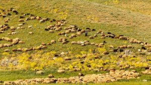 Faraşin Yaylası göçerlerle şenlendi