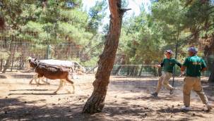Gaziantep Büyükşehir Belediyesi Kurban Yakalama Timi Göreve Hazır 