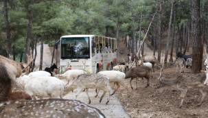 Gaziantep doğal yaşam parkı, kurban bayramı tatilinde 225 bin ziyaretçiyi ağırladı 