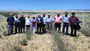 Güdül ilçesinde lavanta ekiminin yaygınlaştırılması hedefleniyor