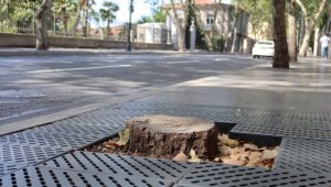 İBB'nin Dolmabahçe ve Çırağan'da kestiği çınarların yerine diktiği fidanlar kurudu