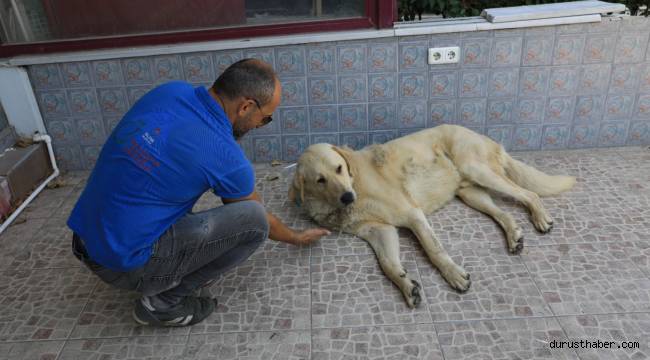 İlaç uygulamaları köpeklere yapıldı