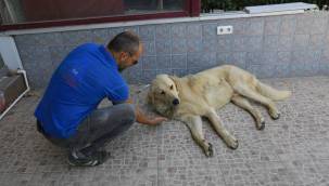 İlaç uygulamaları köpeklere yapıldı