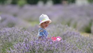 Karabük'te mor tarlalarda lavanta hasadı başladı