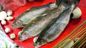 Karadeniz'den Türk somonu ihracatı yılın ilk yarısında yüzde 77 arttı