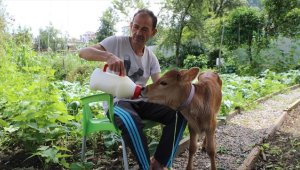 'Karamel' adını verdiği buzağıya evinde bebek gibi bakıyor