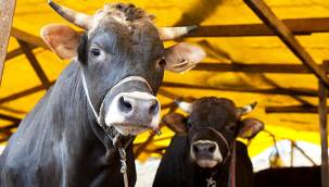 Kayseri ve ilçelerinde kurban kesim yerleri belirlendi