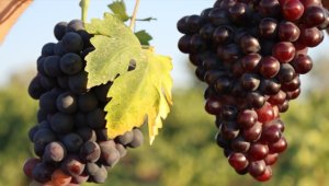 Kilis'te üzümden 50 bin ton rekolte bekleniyor