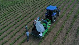 Kocaeli’de melisa hasadı başladı