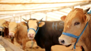 Kurban kesim fiyatları belli oldu!