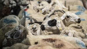 'Kurbanlık alırken hayvan sağlığı ön planda tutulmalı' uyarısı