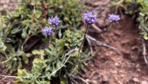 Literatüre giren endemik bitkiye Nevşehir'in adı verildi