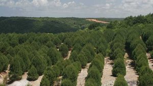 Milli Eğitim Bakanlığı öğretmenler için hatıra ormanı oluşturacak