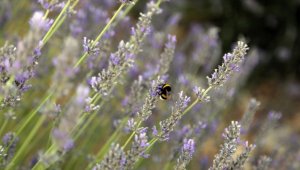 Muğla'nın "mor tarlaları" ziyaretçilerini ağırlıyor