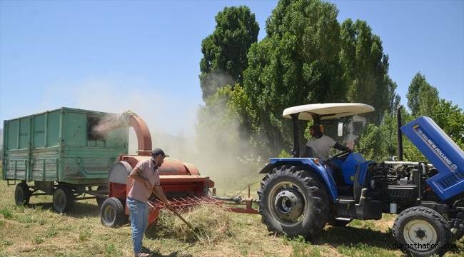 Muş'ta çiftçiler hayvanları için kışlık yem mesaisine başladı