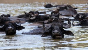 Muş'ta mandalar süt veriminin artması için Murat Nehri'nde serinletiliyor