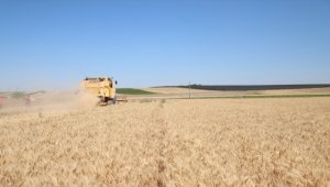 Niğde'de buğdayda yaklaşık yüzde 20 verim artışı bekleniyor