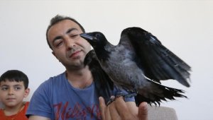 Öğretim görevlisi, kanadı kırık karga yavrusuna evinde bakıyor