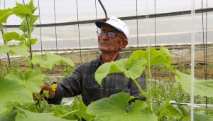 "Örnek çiftçi" ata tohumunu gelecek nesillere aktarmak için mücadele ediyor