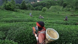 Rize'den yılın ilk 6 ayında 4,7 milyon dolarlık çay ihraç edildi