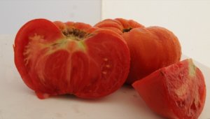 Safranbolu 'maniye' domatesi coğrafi işaretle tescillendi