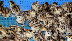 Samsun'daki üretim çiftliğinden doğaya 53 yılda 340 binden fazla sülün salındı