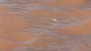 Sarıoğlan Barajı’nda korkutan balık ölümleri