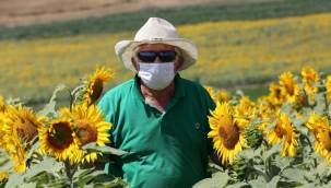 Sarıya boyanan ayçiçeği tarlaları hasat için gün sayıyor