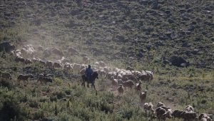 Sel nedeniyle boşaltılan köyünün yaylalarında 30 yıldır koyun otlatıyor