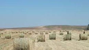 Sivas'ta fiğ hasadı devam ediyor